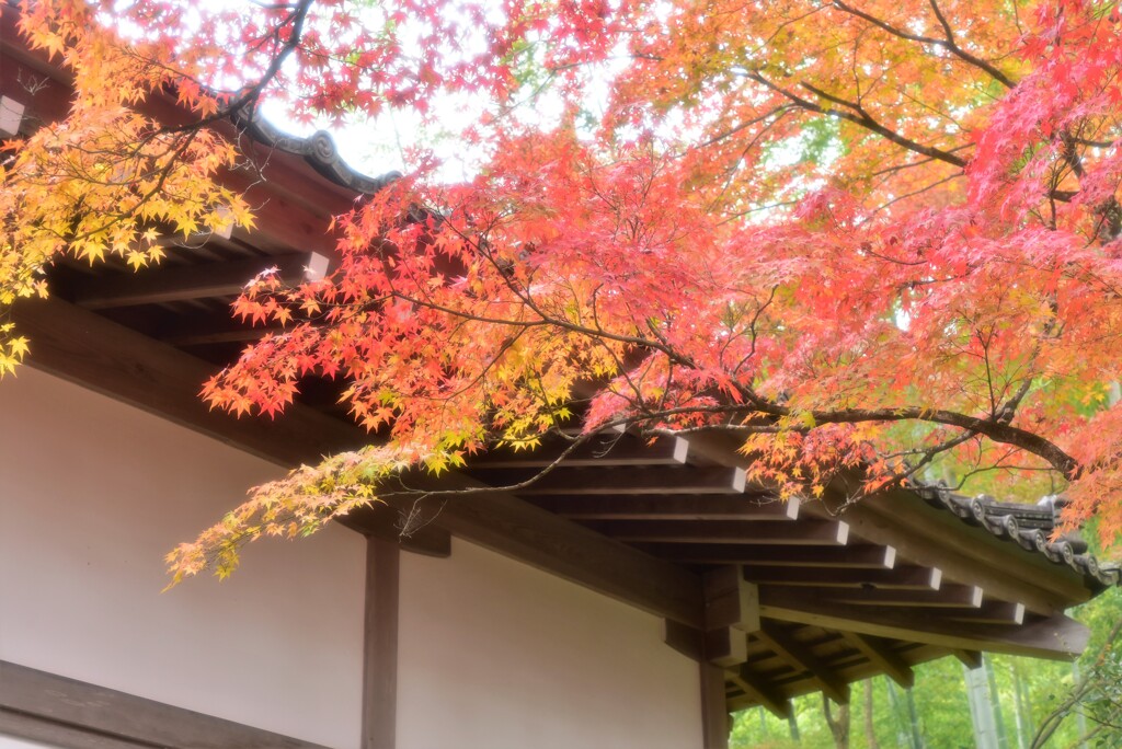 常寂光寺~14