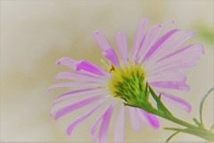 ある旅館　おもてなしの花