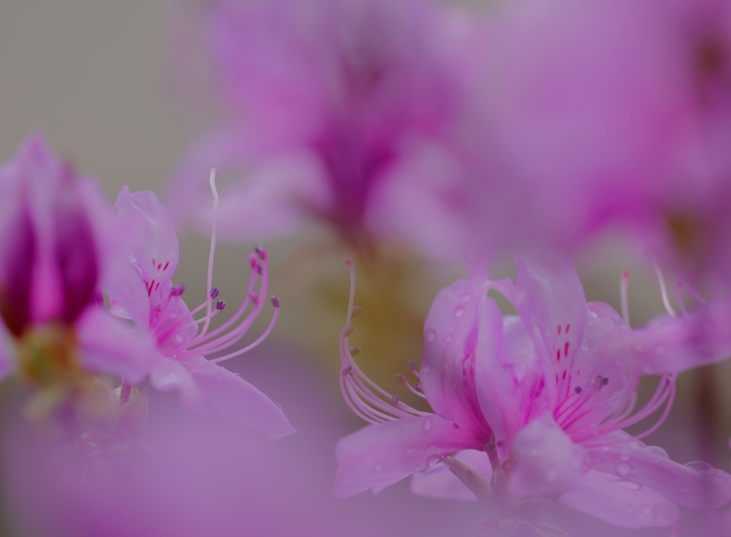 イワツツジ舞～15