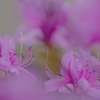イワツツジ舞～15