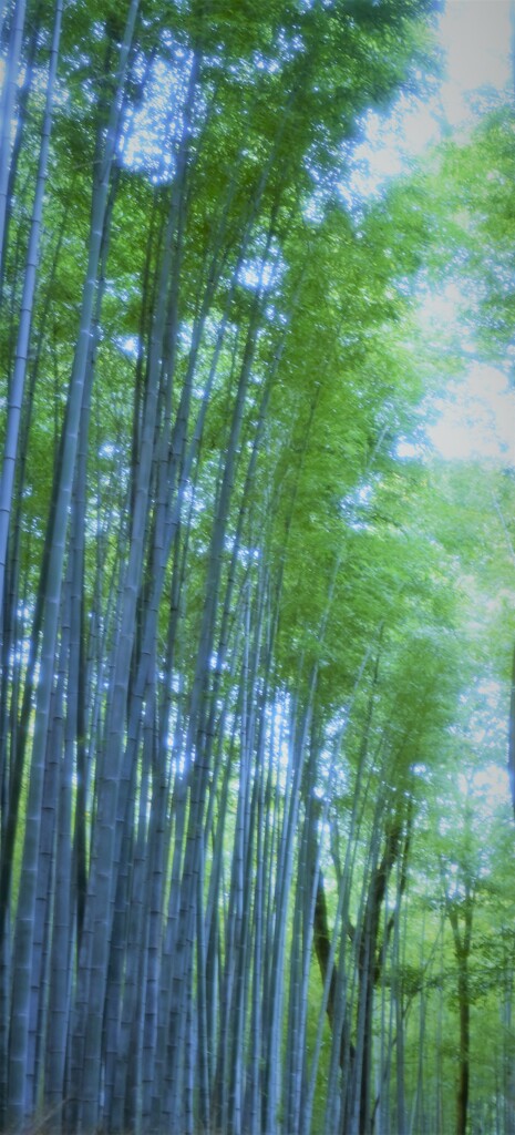 嵯峨野 嵐山  散策~竹林の道