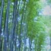 嵯峨野 嵐山  散策~竹林の道