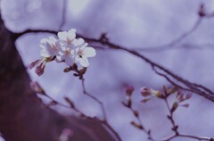 桜2