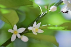 白い蜜柑の花とその黒い姿は、、、