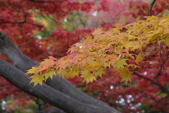 盛岡城址