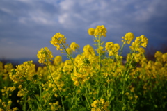 吾妻山の菜の花