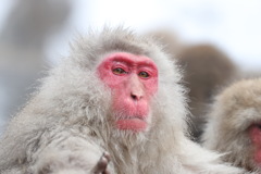 親戚のおじさん