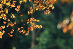 神護寺の紅葉