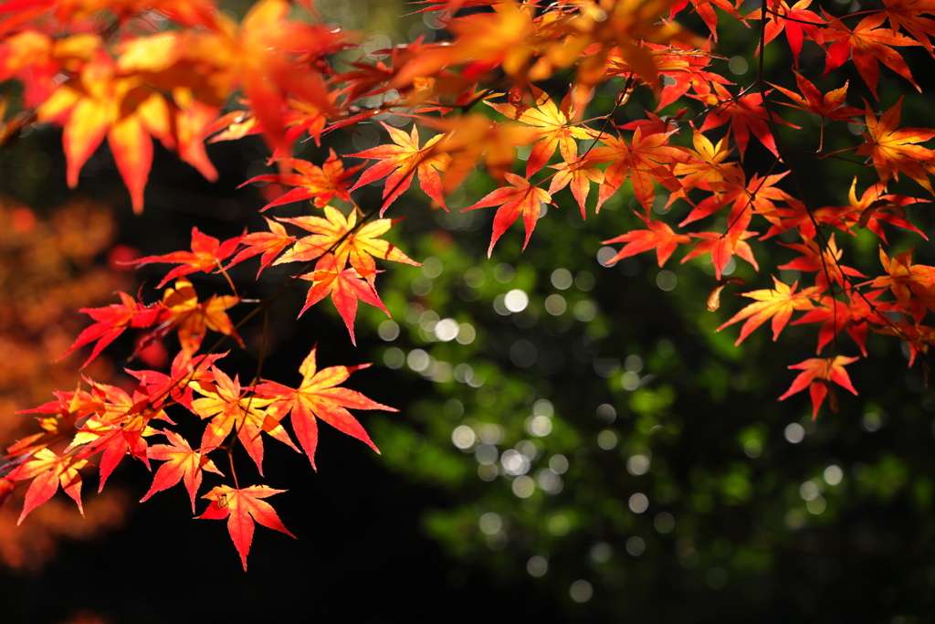 永観堂の紅葉