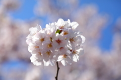 桜