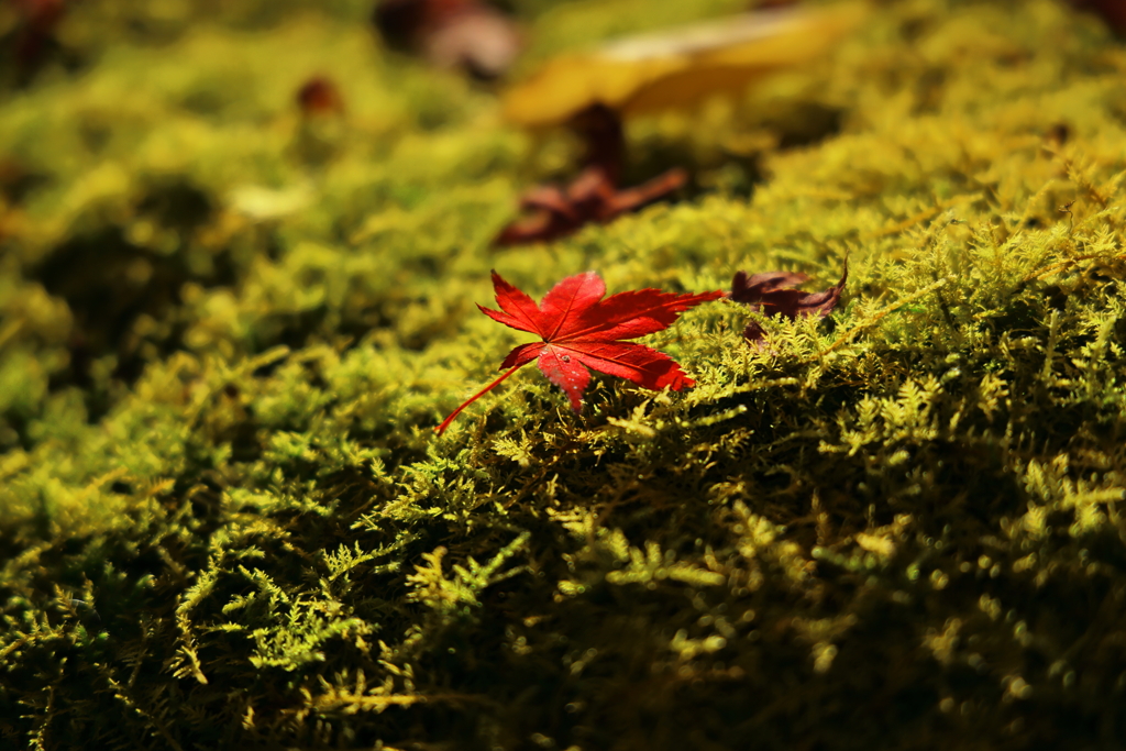 永観堂の紅葉