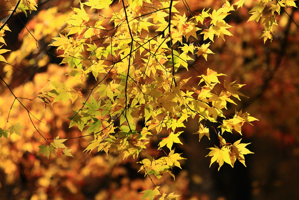 神護寺の紅葉