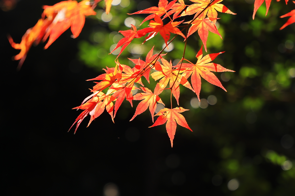 永観堂の紅葉