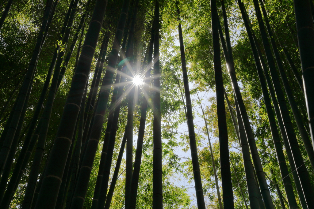 報国寺 竹林②