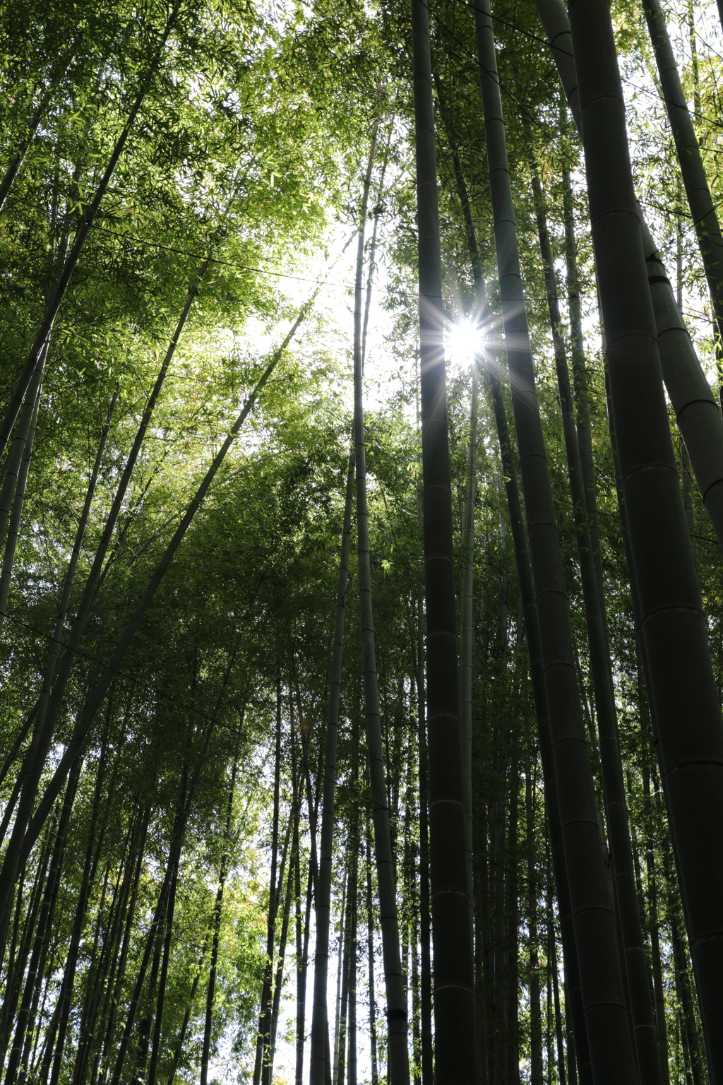 報国寺 竹林①