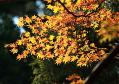 神護寺の紅葉