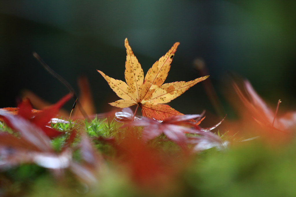 神護寺　紅葉