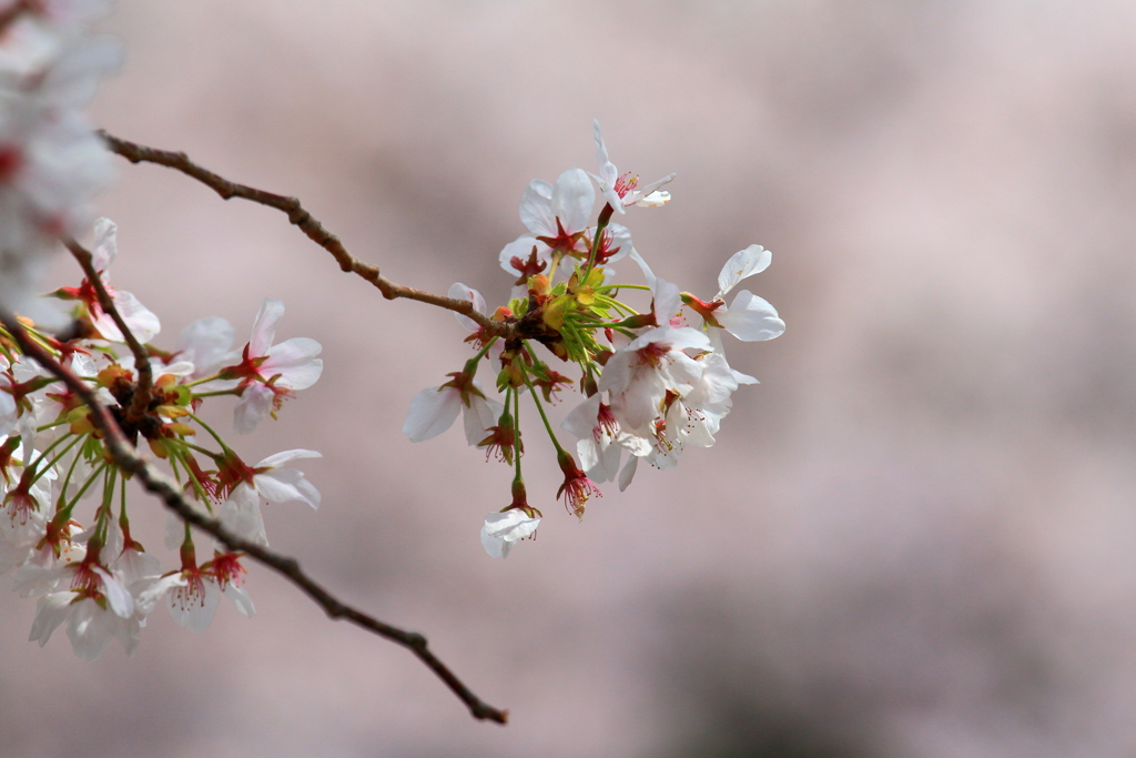 桜