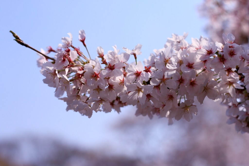 万博公園の桜 