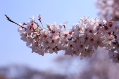 万博公園の桜 