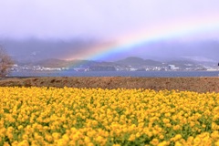 菜の花と虹