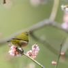 メジロのお花見