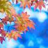 青い紅葉