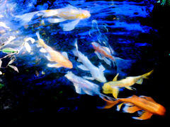 GOLD FISH?
