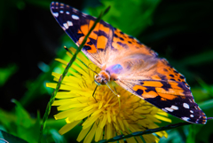 On the Dandelion