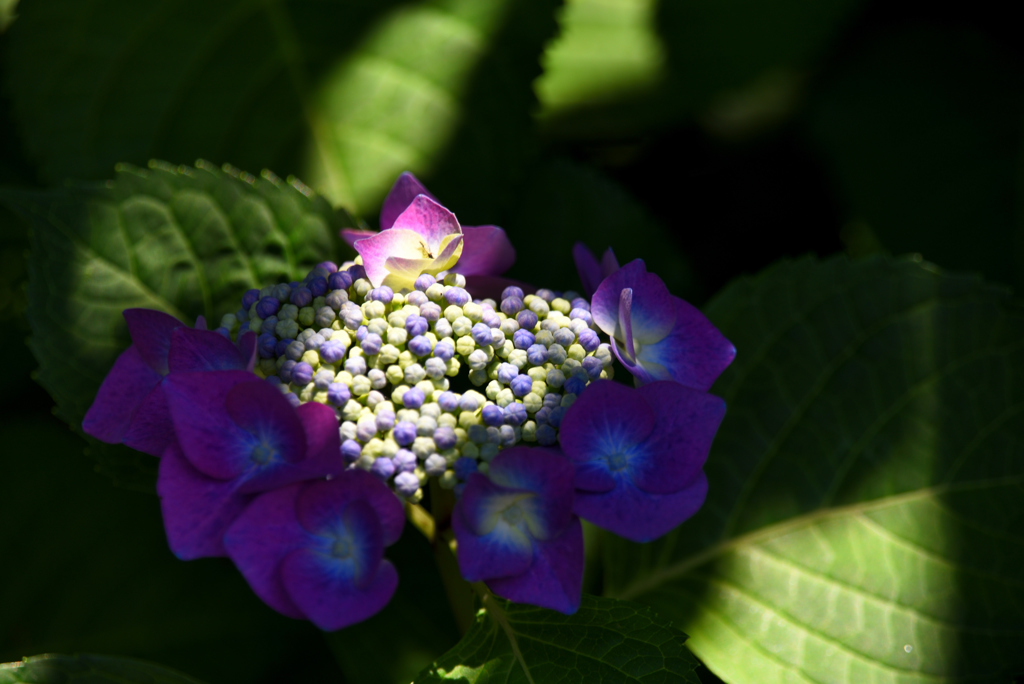 陰陽紫陽花