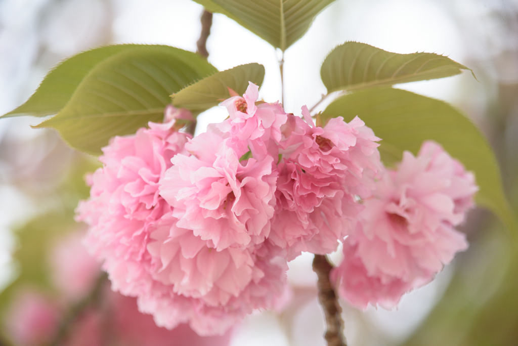 桜