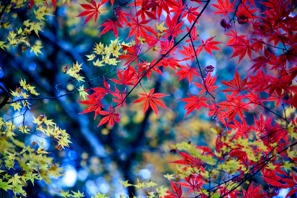 紅色