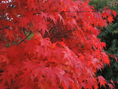 DSCN0662