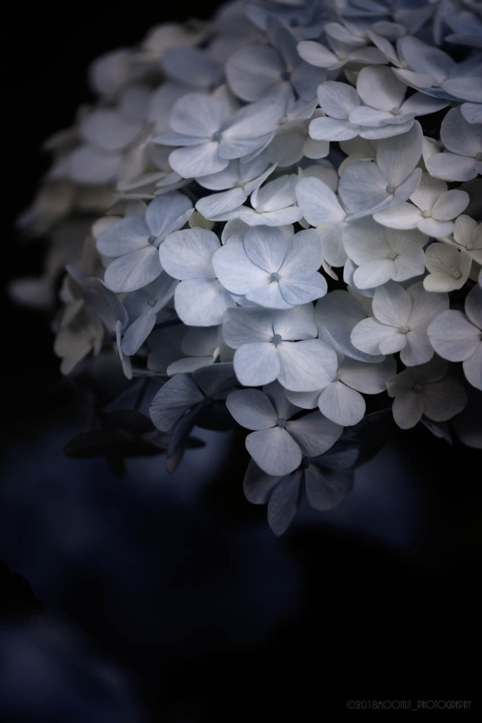 2018初夏　紫陽花