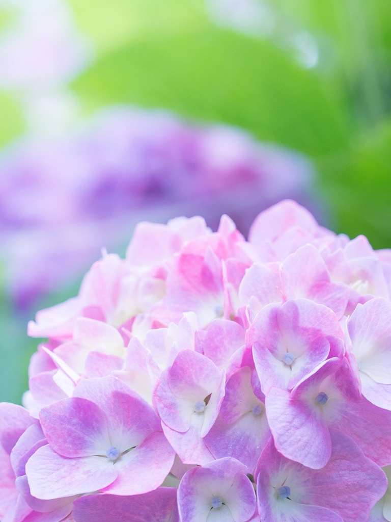 紫陽花