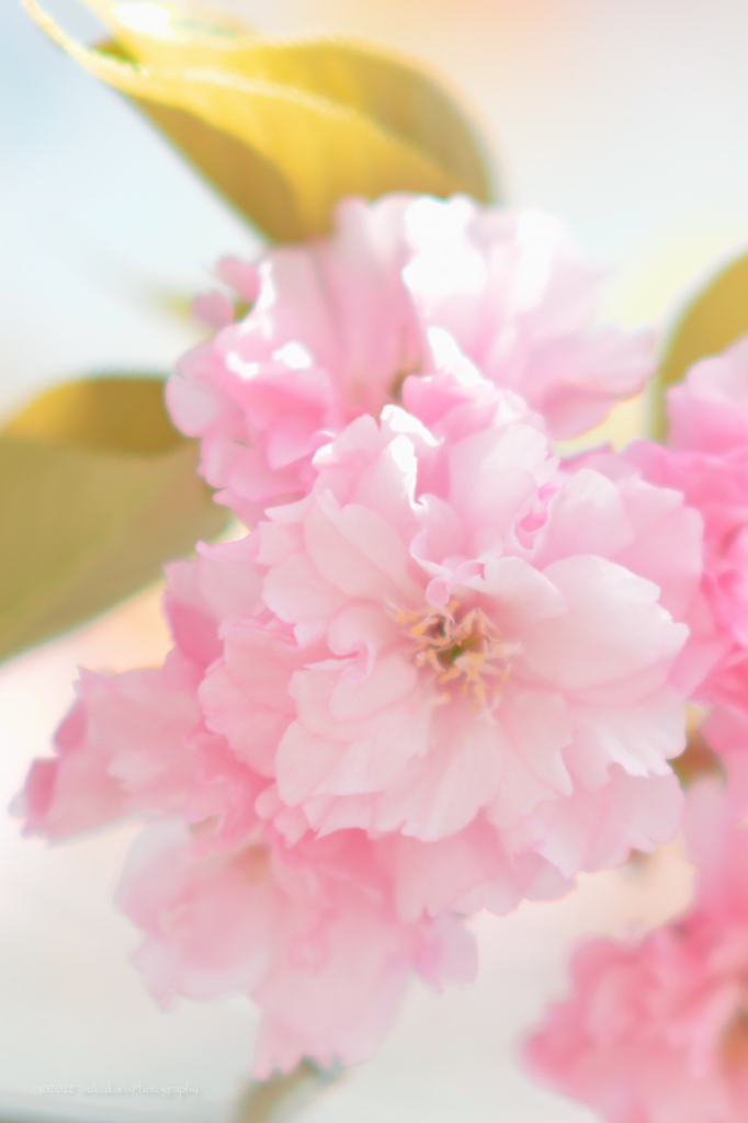 八重桜