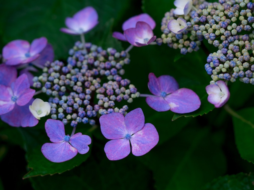 額紫陽花