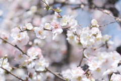 2019春　木瓜の花