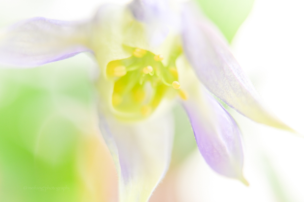 苧環の花