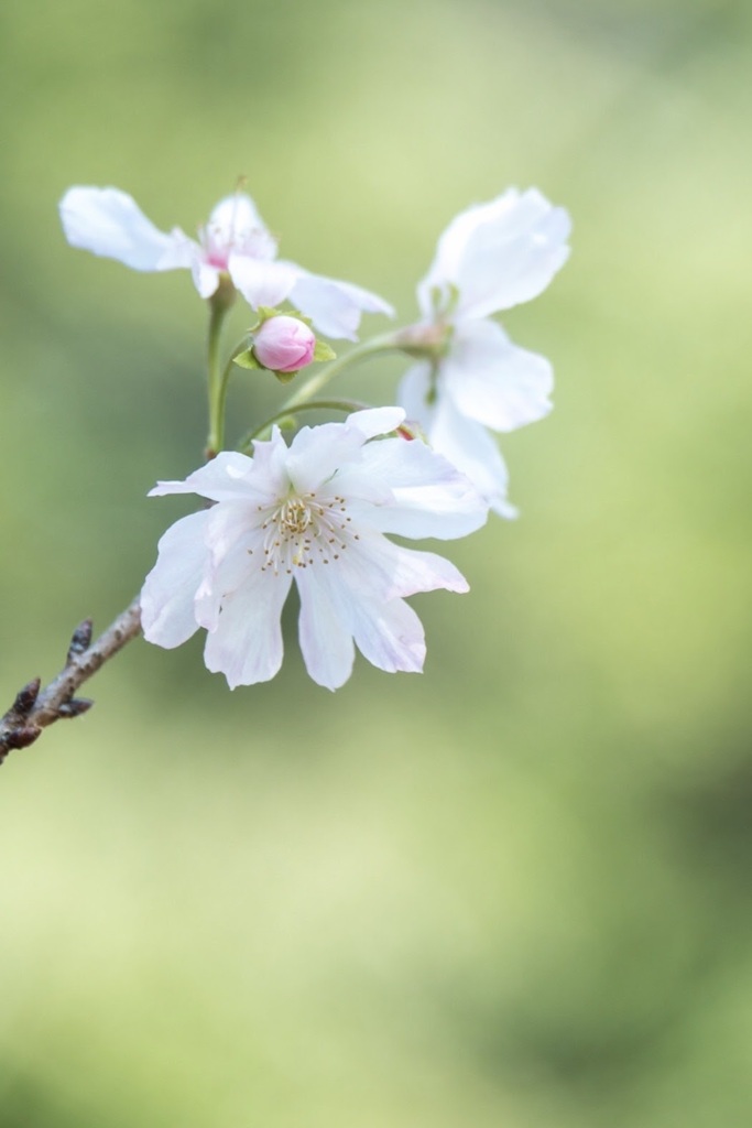 十月桜