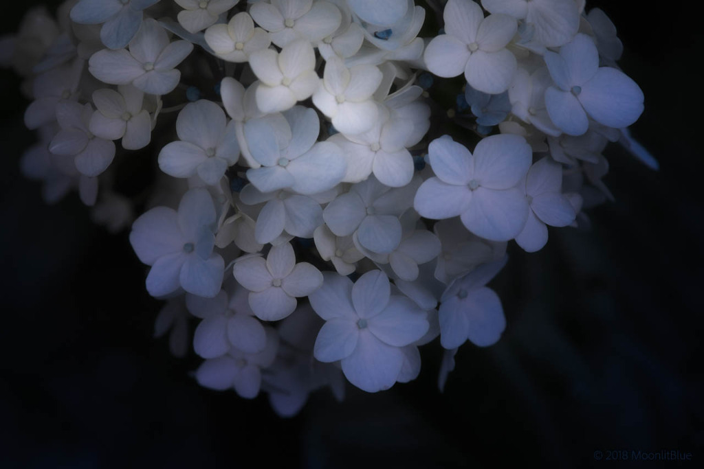 2018初夏　紫陽花
