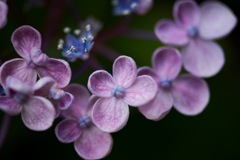 2017 紫陽花