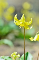 黄花かたくり