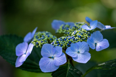 額紫陽花