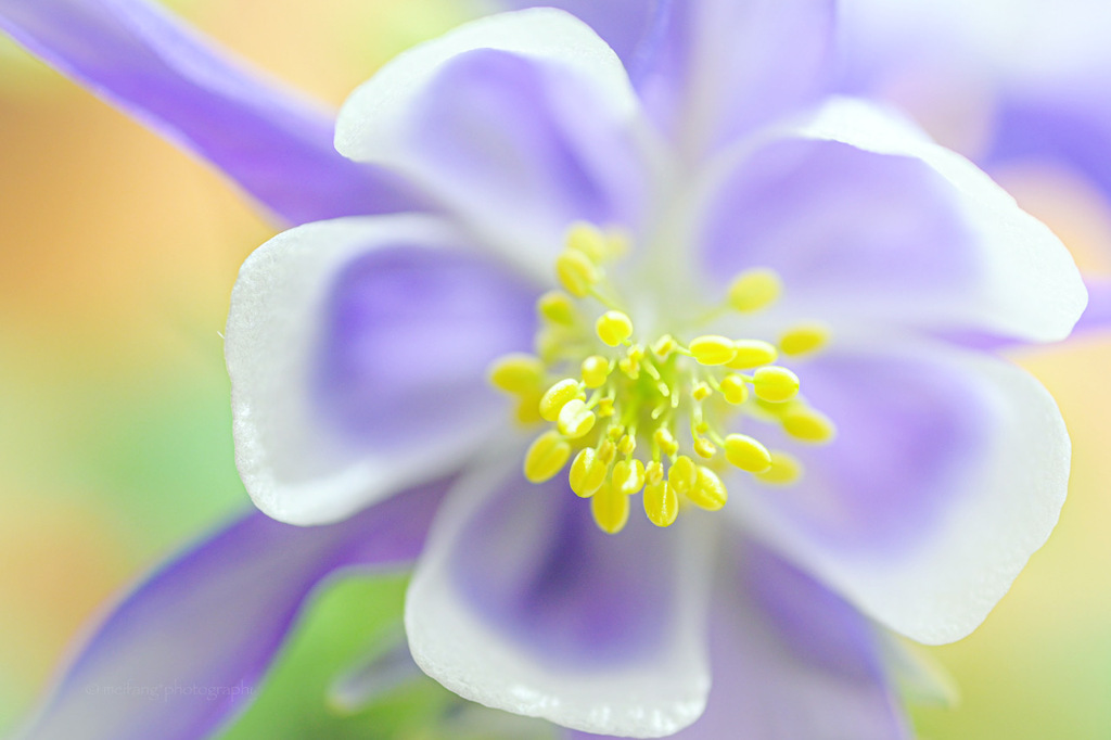 苧環の花