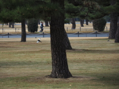 鳥なので飛びます