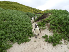 ケープペンギン