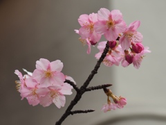 春のおとずれ　河津桜