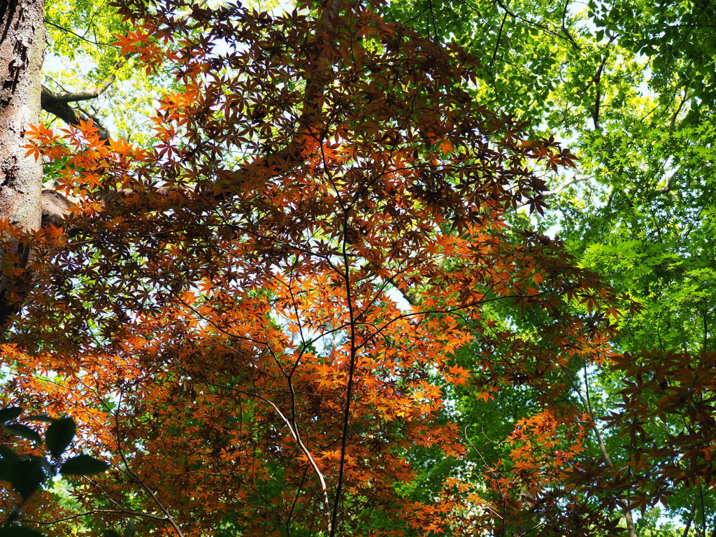 春紅葉