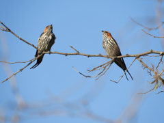 鳥の会話